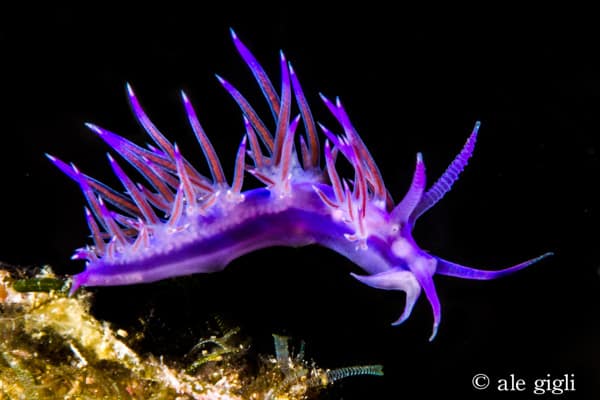 diving indonesia coral reef fish