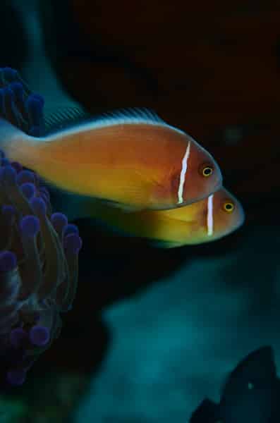 diving indonesia coral reef fish