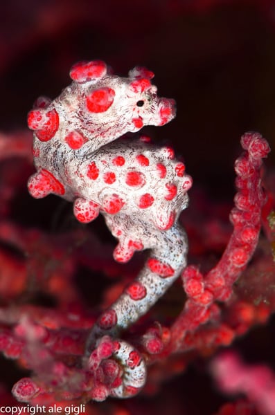 diving indonesia coral reef fish