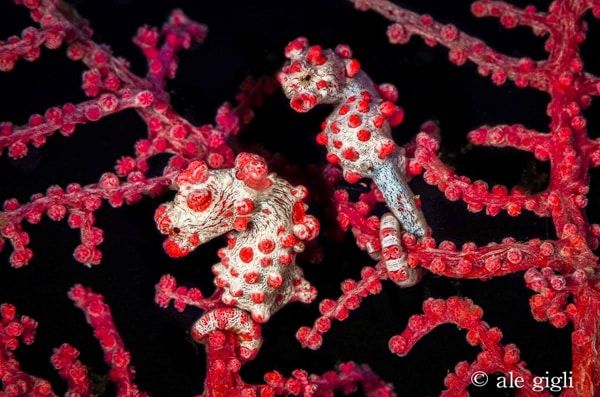 diving indonesia coral reef fish