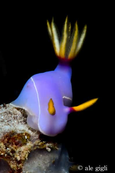 diving indonesia coral reef fish