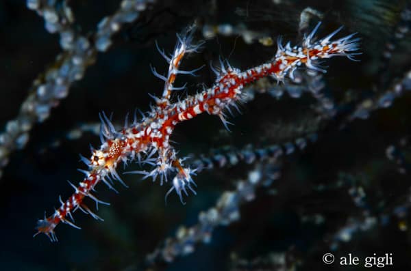 diving indonesia coral reef fish