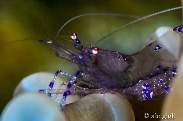 diving indonesia coral reef fish