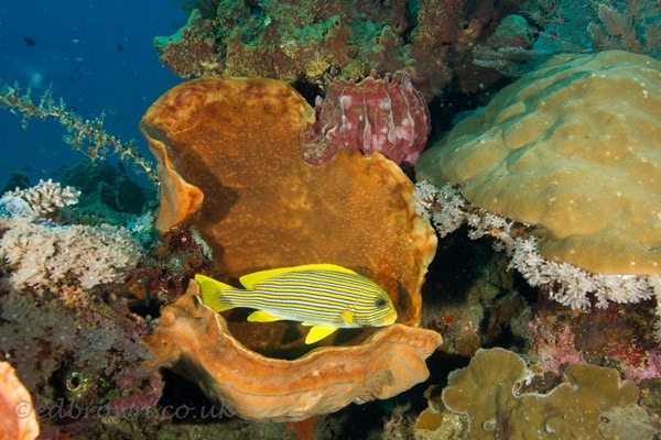 Bunaken marine park, North Sulawesi, Indonesia.