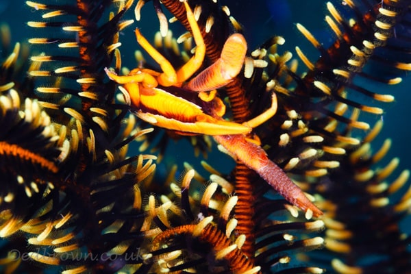 Bunaken marine park, North Sulawesi, Indonesia.