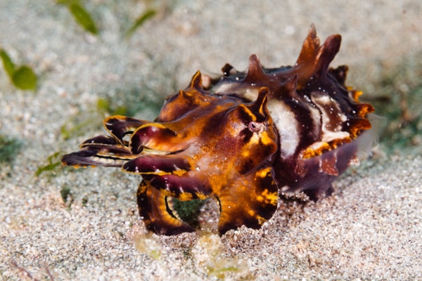 Bunaken marine park, North Sulawesi, Indonesia.