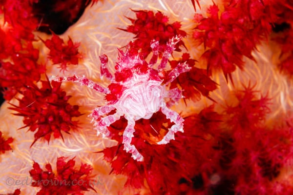 Bunaken marine park, North Sulawesi, Indonesia.