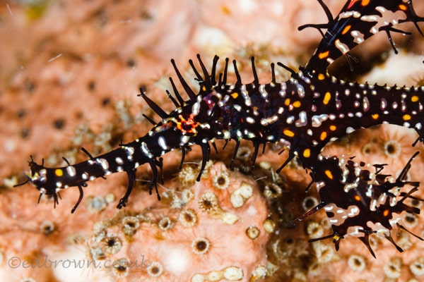 Bunaken marine park, North Sulawesi, Indonesia.