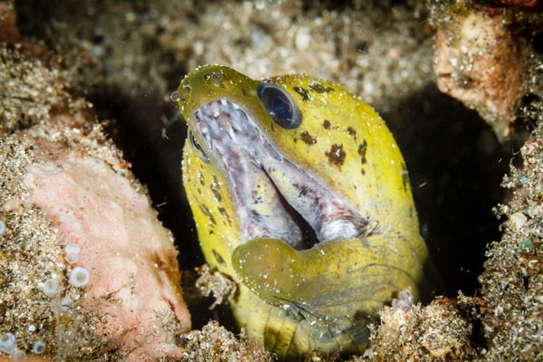 Bunaken marine park, North Sulawesi, Indonesia.