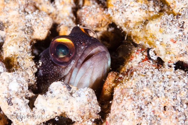 Bunaken marine park, North Sulawesi, Indonesia.