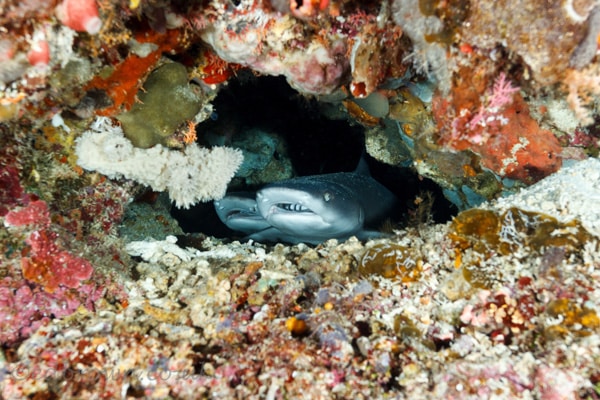 Bunaken marine park, North Sulawesi, Indonesia.