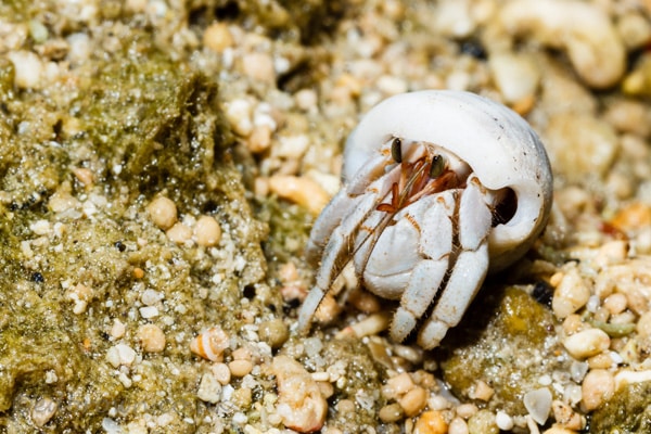 Bunaken marine park, North Sulawesi, Indonesia.