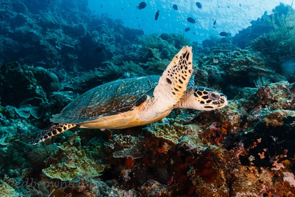 Bunaken marine park, North Sulawesi, Indonesia.