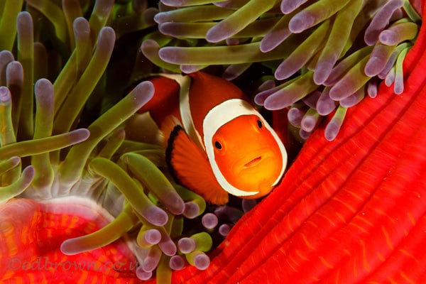 Bunaken marine park, North Sulawesi, Indonesia.