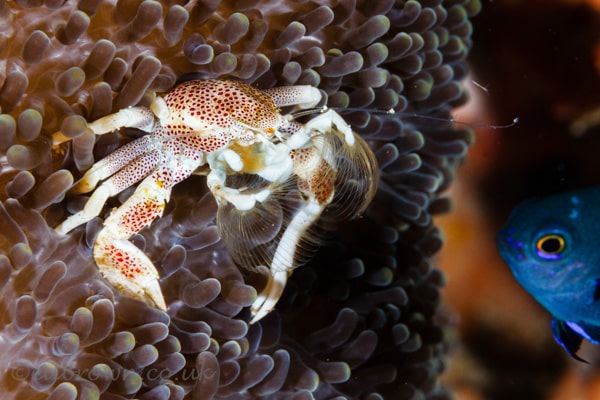 Bunaken marine park, North Sulawesi, Indonesia.