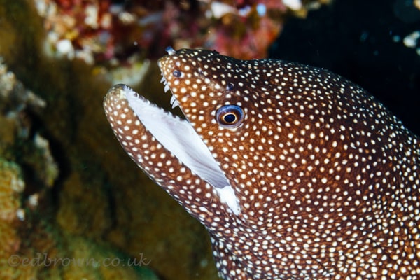 Bunaken marine park, North Sulawesi, Indonesia.