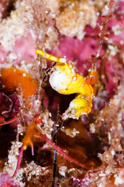 Bunaken marine park, North Sulawesi, Indonesia.