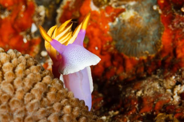 Bunaken marine park, North Sulawesi, Indonesia.