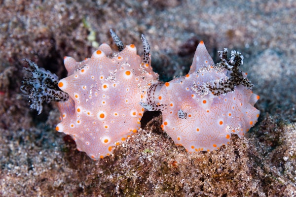 Bunaken marine park, North Sulawesi, Indonesia.