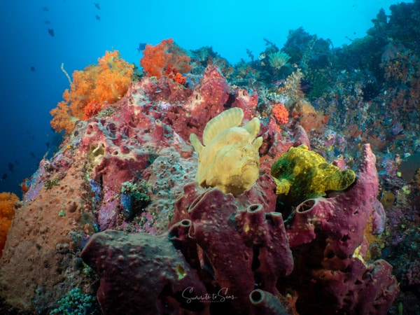 Frogfish