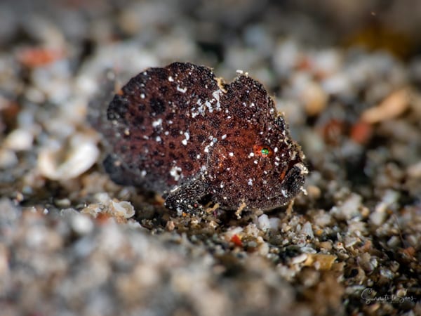 Frogfish