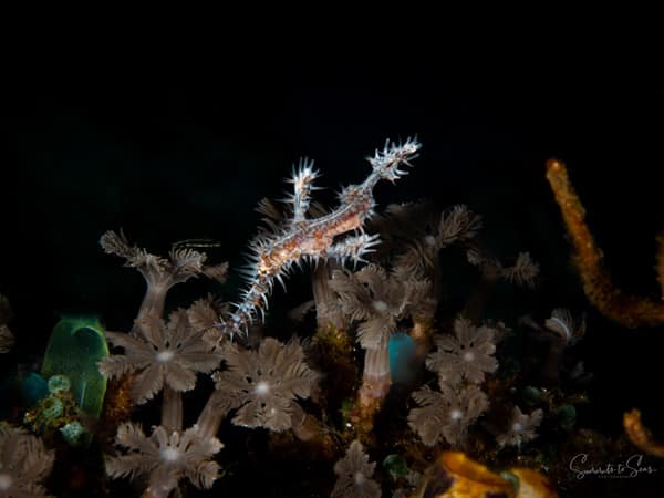 Ghost pipe fish-2