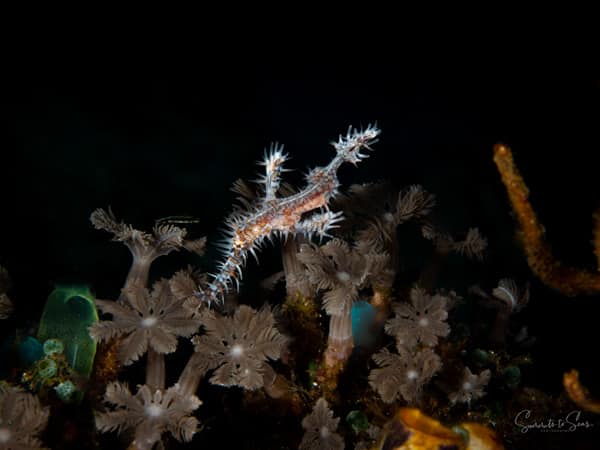 Ghost pipefish