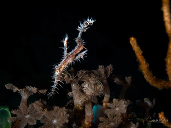 Ghost pipefish