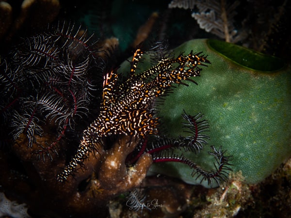 Ghost pipefish