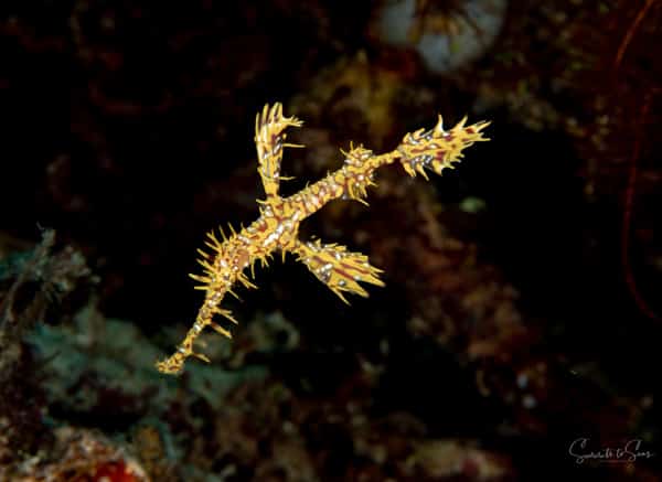 Ghost pipe fish 4