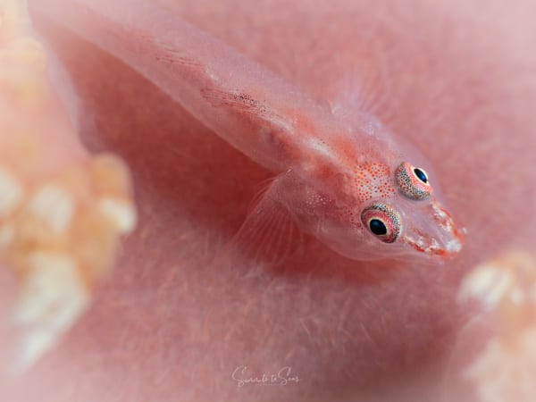 Goby pink