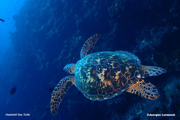 turtle diving indonesia coral reef fish