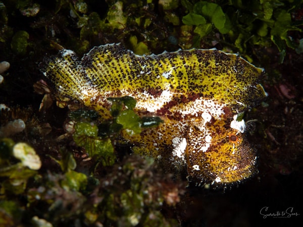 Leaf scorpion fish