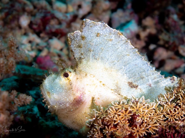 Leaf scorpion fish