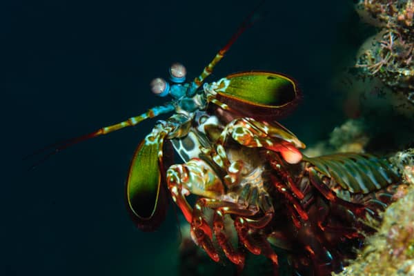 Mantis Shrimp Siladen