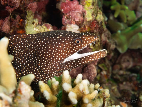 Moray eel