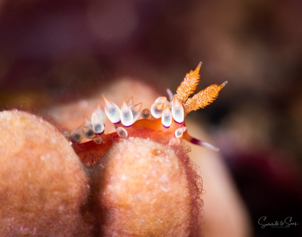 Nudibranch