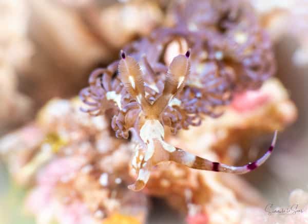 Nudibranch