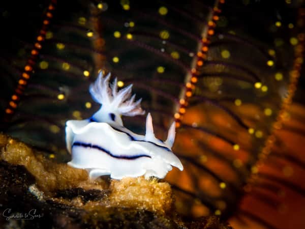 Nudibranch