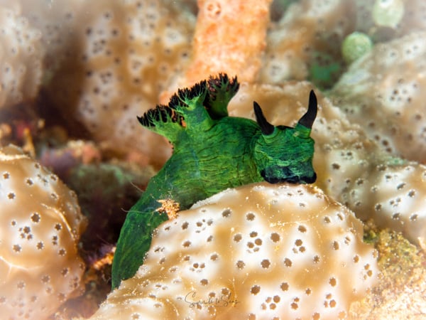 Nudibranch