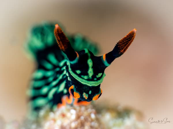 Nudibranch