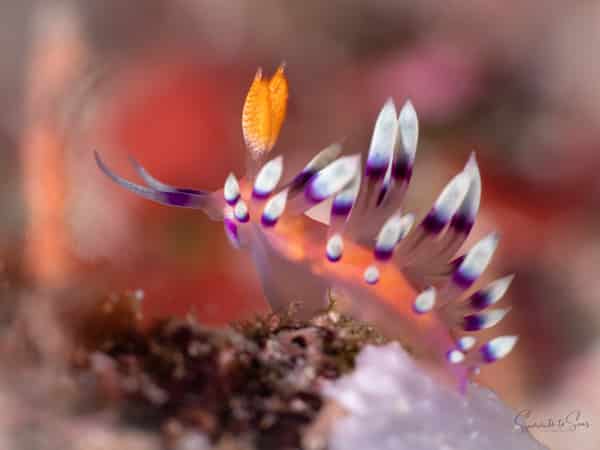 Nudibranch