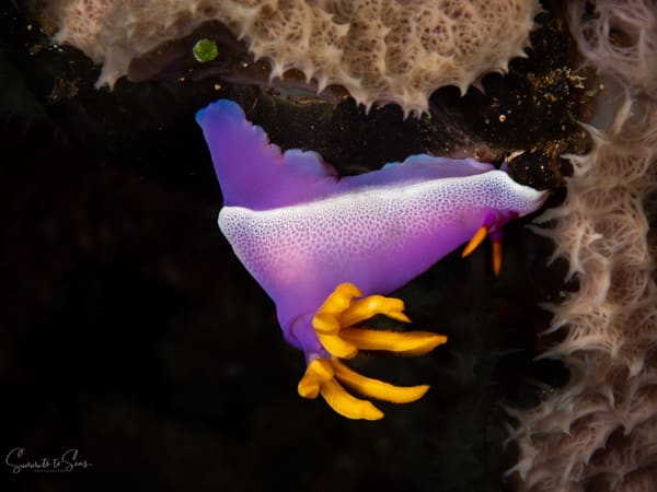 Nudibranch