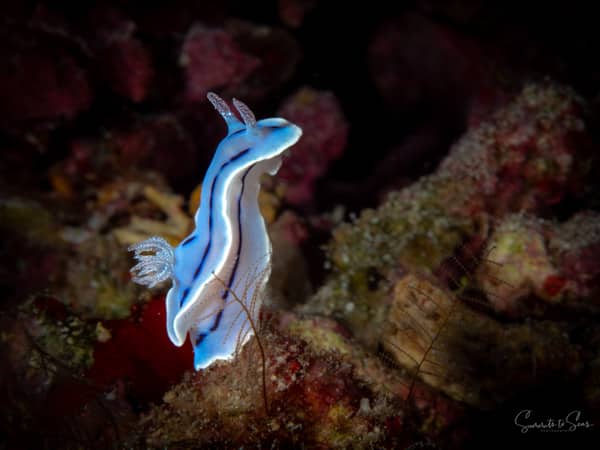 Nudibranch