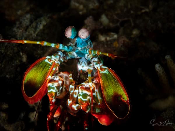 Peacock mantis shrimp