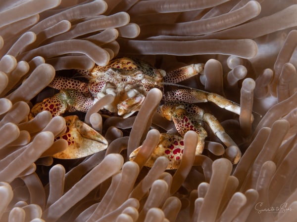 Porcelain crab