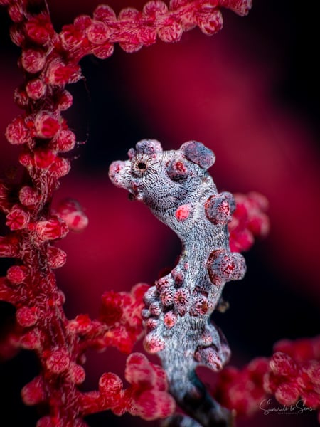 Pygmy Seahorse - Bargibanti - Pink