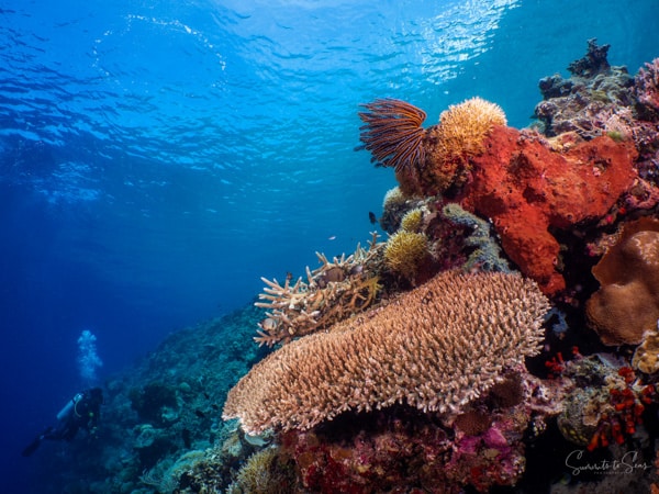 diving Reef indonesia