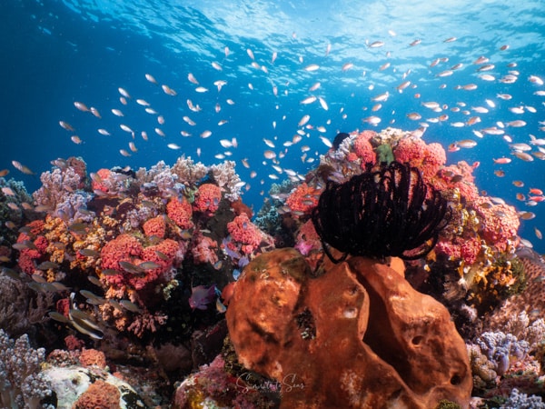 diving Reef indonesia