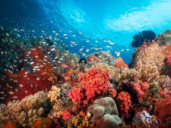 diving Reef indonesia